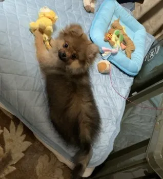 あんず 様のお迎えした子犬