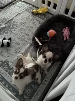 C.K 様のお迎えした子犬