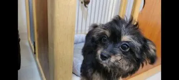 ロケ 様のお迎えした子犬
