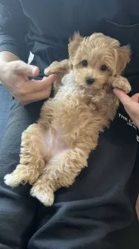 E.H 様のお迎えした子犬