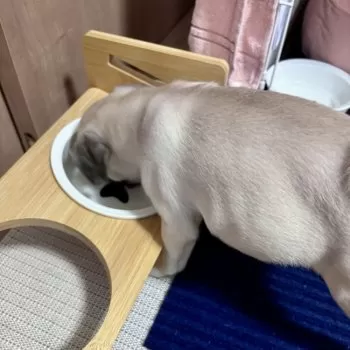 だいず 様のお迎えした子犬