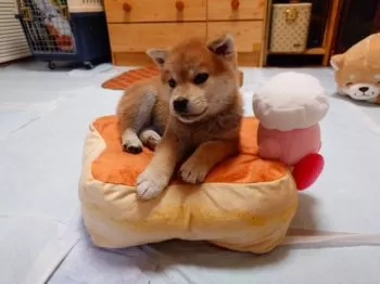 M.I 様のお迎えした子犬
