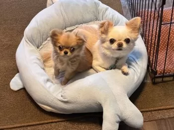 kiyorin 様のお迎えした子犬