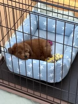 S.H 様のお迎えした子犬