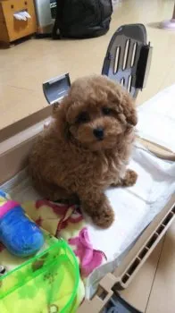 たんぽぽ 様のお迎えした子犬