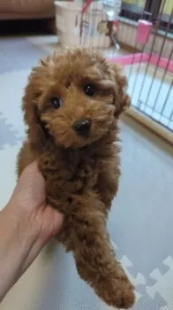 らんちゃん 様のお迎えした子犬