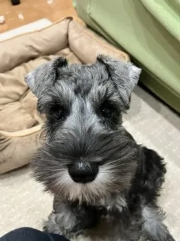 A.O 様のお迎えした子犬