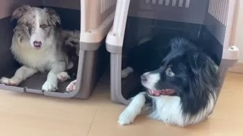 ミキティ 様のお迎えした子犬