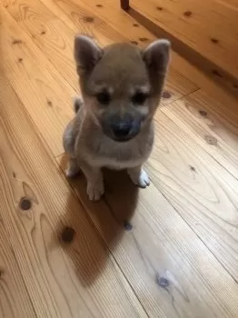 ハム太郎 様のお迎えした子犬