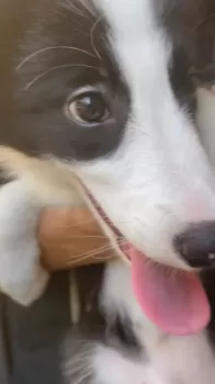 じょん 様のお迎えした子犬