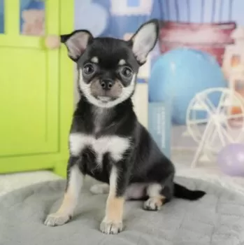 N.S 様のお迎えした子犬