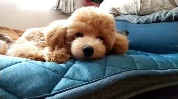 さっち 様のお迎えした子犬