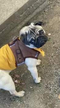 H.Ｉ 様のお迎えした子犬