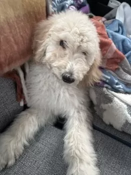 なる 様のお迎えした子犬