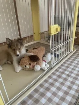 えばら 様のお迎えした子犬