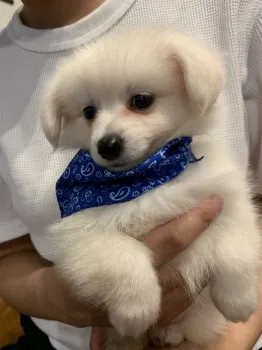 K.S 様のお迎えした子犬
