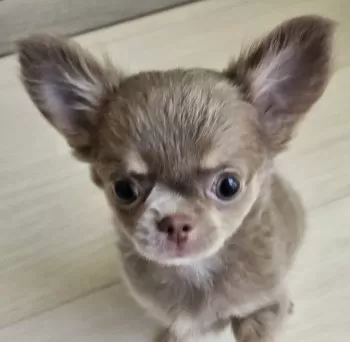 あんちゃん 様のお迎えした子犬