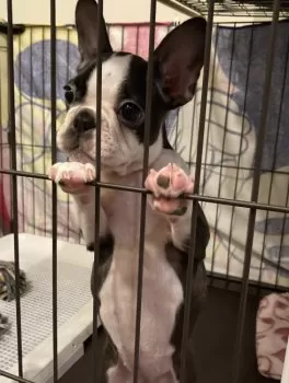 ゆの 様のお迎えした子犬