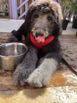 ゆっか 様のお迎えした子犬