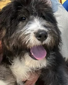 Y.S 様のお迎えした子犬
