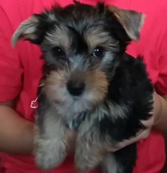 T.N 様のお迎えした子犬