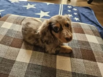 Y.H 様のお迎えした子犬