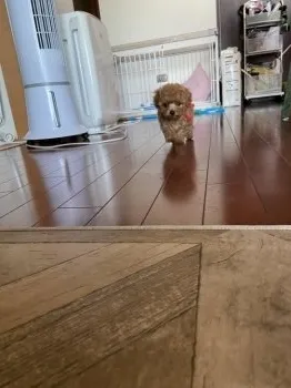 M.M 様のお迎えした子犬