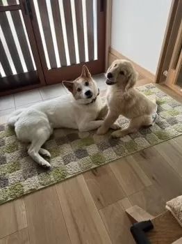 A.M 様のお迎えした子犬