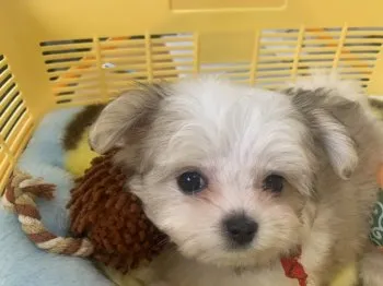 くりーむ 様のお迎えした子犬