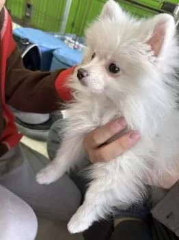 S.K 様のお迎えした子犬