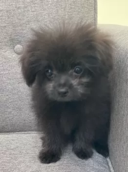めろんちゃん 様のお迎えした子犬