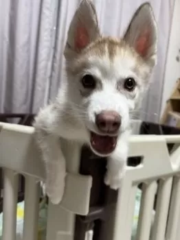 夢 様のお迎えした子犬