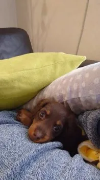 M.S 様のお迎えした子犬