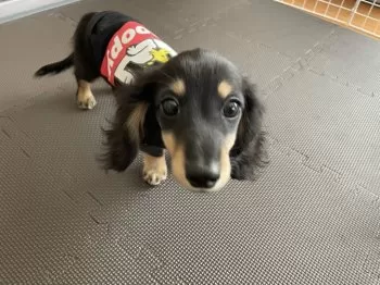 りりあん 様のお迎えした子犬