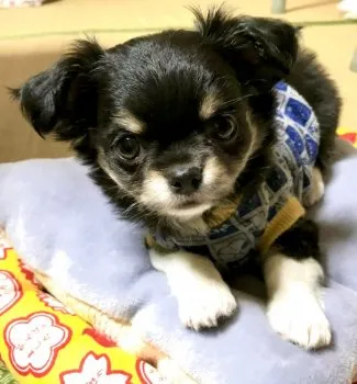 メグミ 様のお迎えした子犬