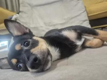 アッコ 様のお迎えした子犬