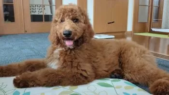 Sully 様のお迎えした子犬