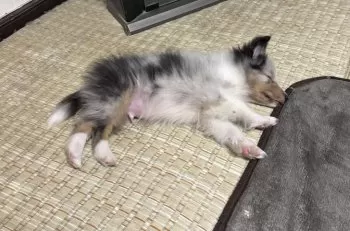 りす 様のお迎えした子犬