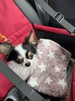 こまつ 様のお迎えした子犬