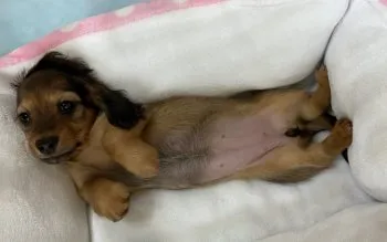 M.T 様のお迎えした子犬