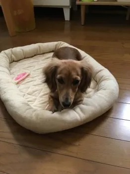 犬太郎 様のお迎えした子犬