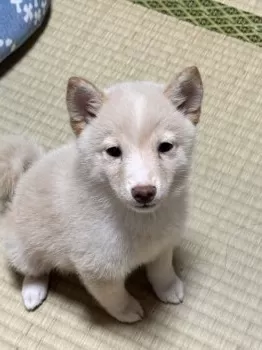 レイくん 様のお迎えした子犬