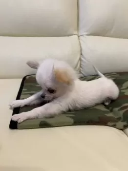 麒麟 様のお迎えした子犬
