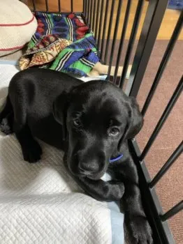 グウタ 様のお迎えした子犬