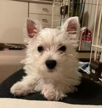 T. 様のお迎えした子犬