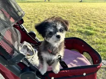 H.O 様のお迎えした子犬