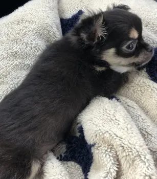 ひろ 様のお迎えした子犬