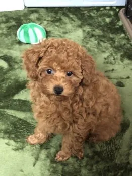 E.M 様のお迎えした子犬