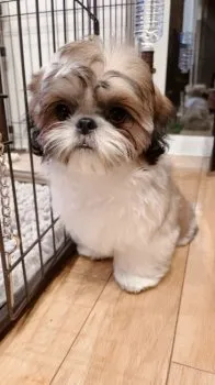 H.K 様のお迎えした子犬