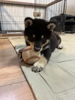 おもち 様のお迎えした子犬